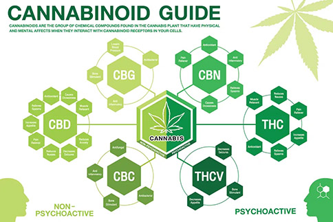 Top 10 Cannabinoids | Lookah